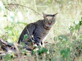Gatos y humanos se hicieron amigos hace 5.000 años 