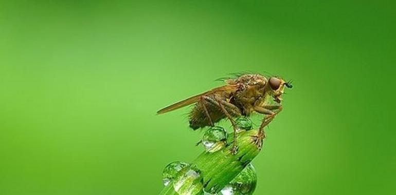 Gotas de veneno para las abejas 