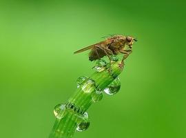 Gotas de veneno para las abejas 