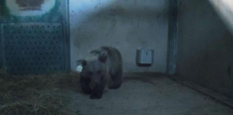 La esbarda Molina pasó su primera noche en las instalaciones de Santo Adriano