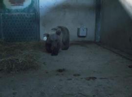La esbarda Molina pasó su primera noche en las instalaciones de Santo Adriano