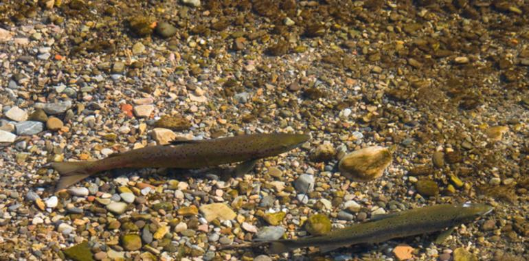 Piden al Principado que retire las rejas que impiden el paso de salmones en el Furacón de Trubia 