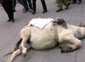 Condenados a trabajar hasta la muerte por burros, en Zaragoza