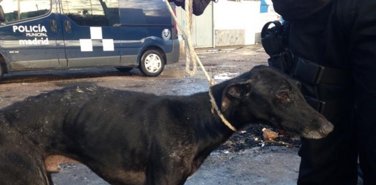 Salvan once galgos abandonados sin comida ni agua y atados con alambres