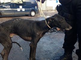 Salvan once galgos abandonados sin comida ni agua y atados con alambres