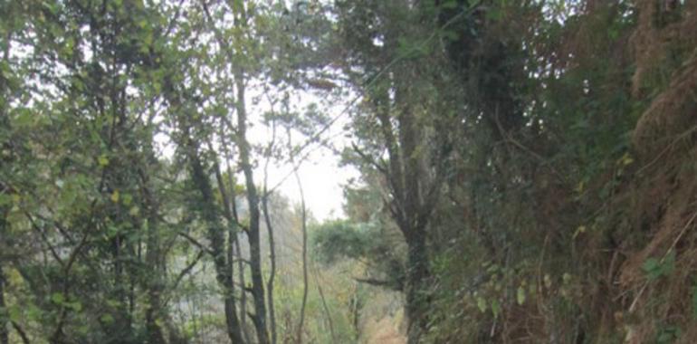 Adjudicados los trabajos para los cortafuegos en los montes de Allande