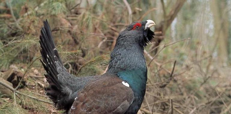 Un año de avances en la conservación del urogallo cantábrico
