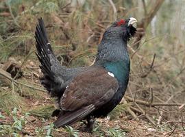 Un año de avances en la conservación del urogallo cantábrico