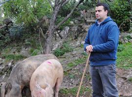 AGCA recuerda que sólo los establecimientos con su distintivo sirven carne de gochu celta 