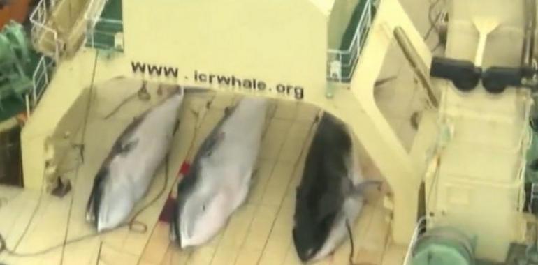 Descubren balleneros japoneses masacrando ballenas en el santuario antártico