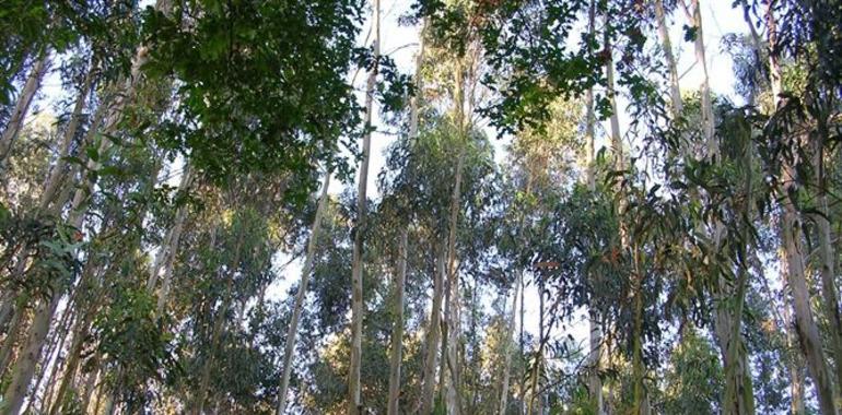 Rechazo ecologista al "monocultivo empobrecedor" del ocalitu que sólo beneficia a las papeleras"
