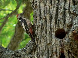 La fragmentación del hábitat tiene un efecto negativo en la conservación del pico mediano en León y Palencia