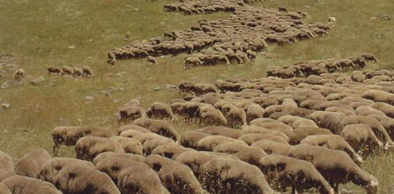 El Ministeriu va mercar 1.500.000 dosis de vacuna pal serotipu 4 del virus de la llingua azul 