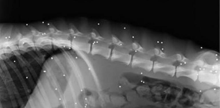 La vergüenza del maltrato a los galgos en España