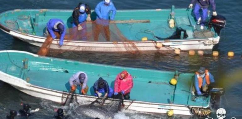Japón está perpetrando otra orgía sangrienta con la matanza de más de 250 delfines