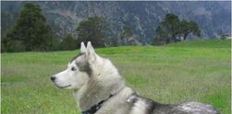 Se confirma que el perro doméstico no desciende directamente del lobo