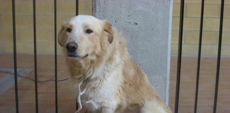 El cáncer venéreo que se transmite entre perros nació hace 11.000 años en un perro esquimal