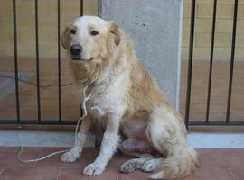 El cáncer venéreo que se transmite entre perros \nació\ hace 11.000 años en un perro esquimal