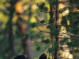 Las zonas de cortejo del urogallo están relacionadas con el estado de los bosques y su biodiversidad 