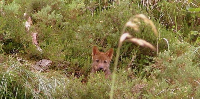 El Plan del Lobo en Asturias desprecia todas las alegaciones conservacionistas 