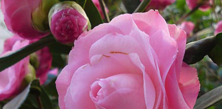 Feria de Santa Dorotea,  de árboles frutales y plantas ornamentales, en Balmori