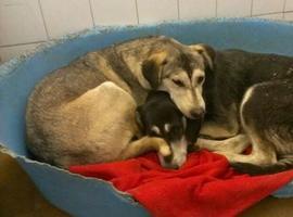 Rescatados 19 perros que vivían con un presunto maltratador en Sabadell