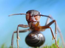 Terroríficos neuroparásitos convierten en zombis a insectos, ratas, cangrejos, humanos... 