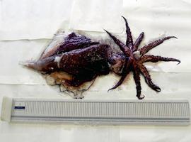 Capturado en Lastres un raro calamarón gigante, de seis kilos de peso