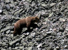 Oso pardo cantábrico busca osa desesperadamente
