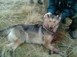 Conservacionistas y defensores critican duramente la resolución del Principado sobre control del lobo