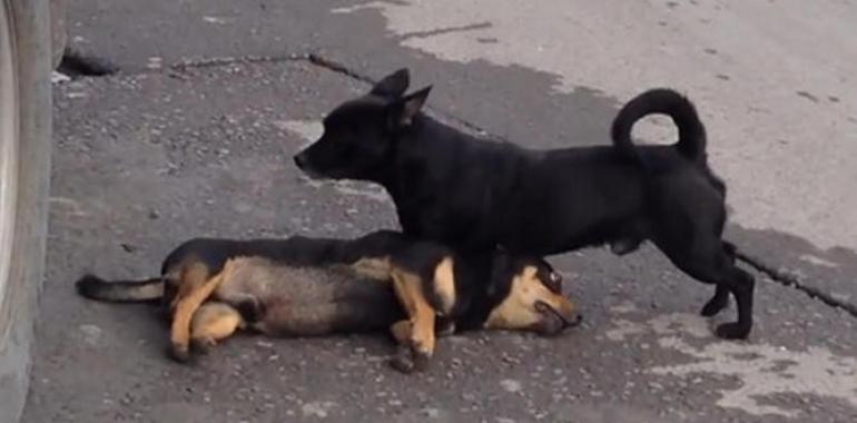 Vídeo de perro que intenta revivir a su compañero muerto encoge el corazón