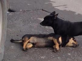 Vídeo de perro que intenta revivir a su compañero muerto encoge el corazón