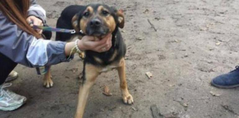 Desciende a la mitad el número de animales en el albergue de Mieres gracias a la adopción