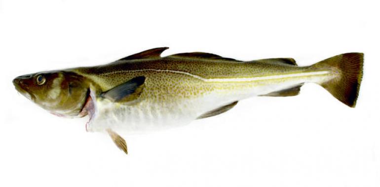 El Skrei noruego navega en temporada