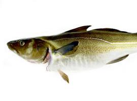 El Skrei noruego navega en temporada