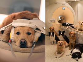 Perros y humanos comparten áreas cerebrales para voz y sonido