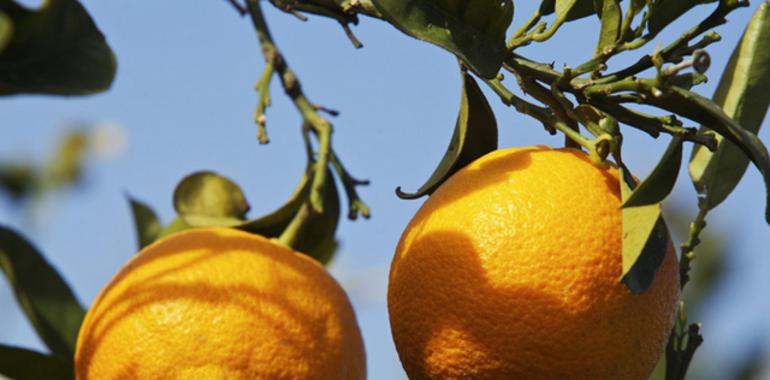 Investigadores del CSIC logran naranjas la mar de antioxidantes 