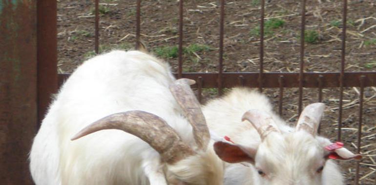 Los cabrones atraen a las hembras por el aroma de su piel