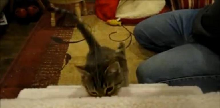 Un gato de 8 semanas encandila la Red andando a dos patas