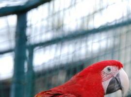Un loro ayuda a identificar al asesino de su dueña