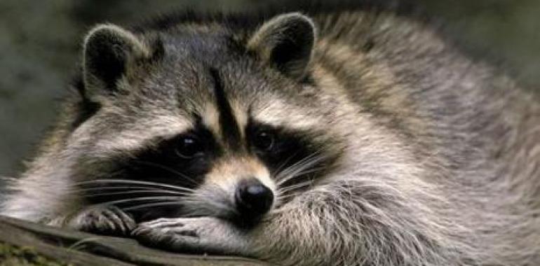 Reclaman el fin de la matanza de mapaches en Lugo 