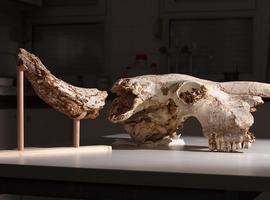 Recuperado en Ribadesella un cráneo casi completo de bisonte estepario