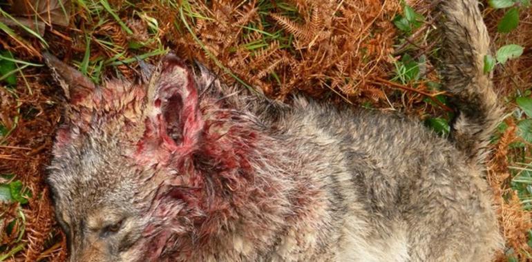 Organizaciones ecologistas denuncian una trama del lobo para el cobro de daños
