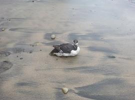 Siguen apareciendo aves marinas en Asturias, la mayoría muertas
