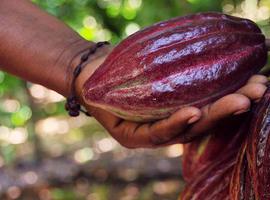 #Chocolate:De la mata a la taza