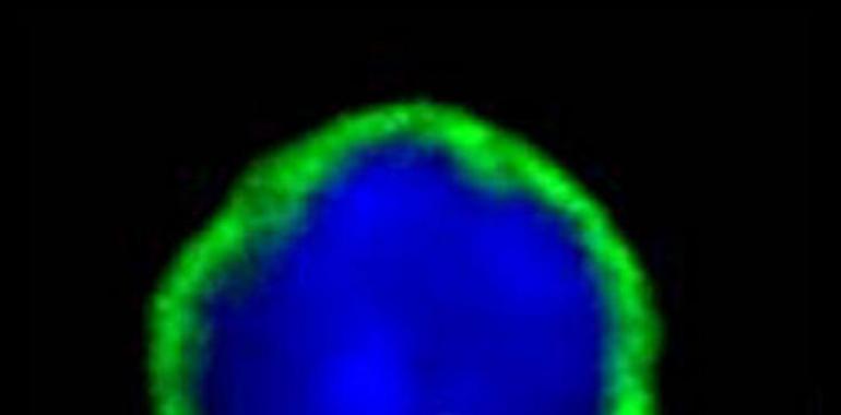 Describen un nuevo mecanismo molecular que amplifica la respuesta inmunitaria