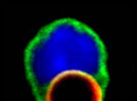 Describen un nuevo mecanismo molecular que amplifica la respuesta inmunitaria