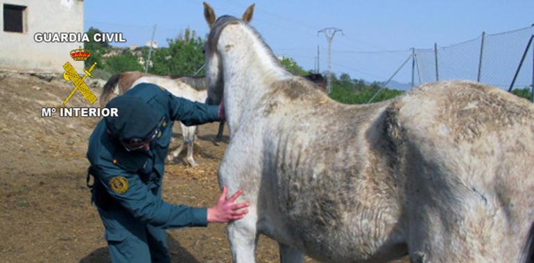 La Guardia Civil inmoviliza los animales de una explotación ganadera