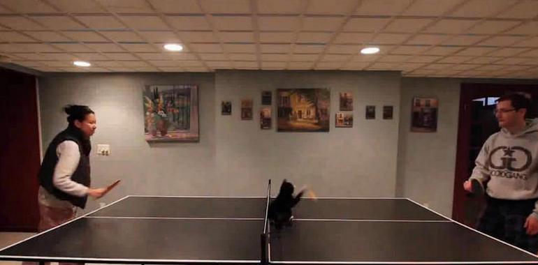 Un gato colado por el tenis