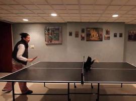 Un gato \colado\ por el tenis
